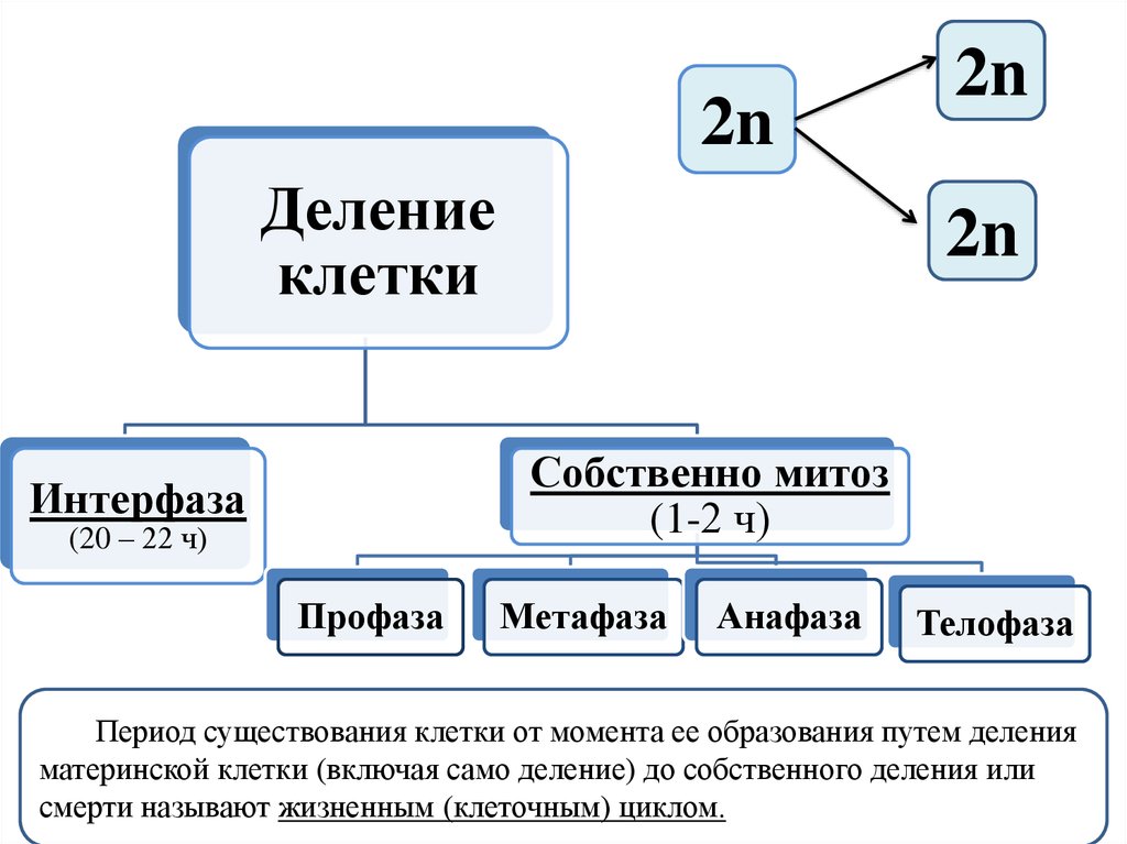 Конце интерфазы. Решение задач по цитологии. Задачи на деление клетки. Задачи по цитологии. Задача по цитологии ЕГЭ как решать.