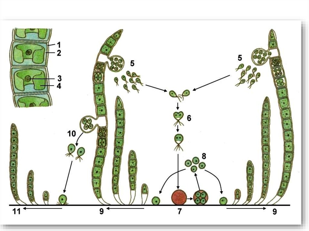 Схема жизненного цикла растения гаметы. Размножение улотрикса. Нитчатые зеленые водоросли улотрикс. Размножение водорослей улотрикс. Размножение размножение улотрикса.