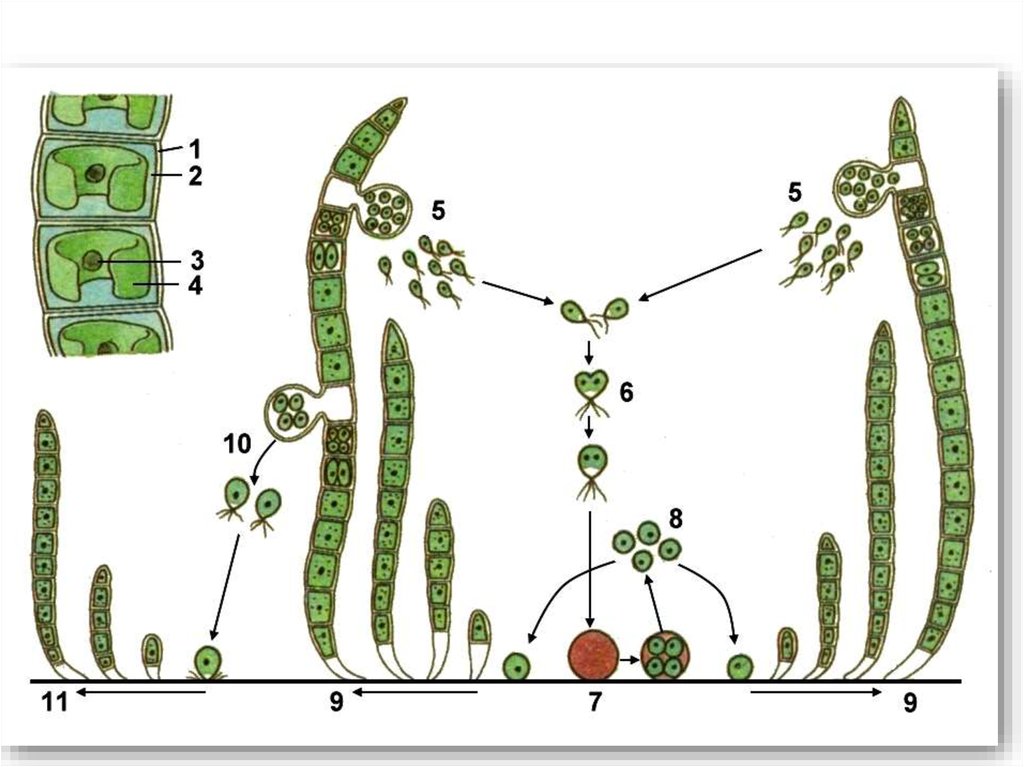 Жизненный цикл водорослей. Размножение водорослей улотрикс. Зеленые водоросли улотрикс. Жизненный цикл улотрикса без подписей. Схема размножения улотрикса.