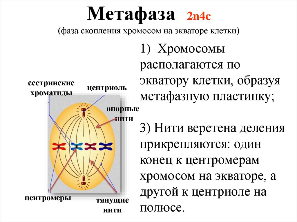Расхождение центриолей с образованием веретена деления. Метафаза 2. Метафаза 2 митоза. Метафаза метафазная пластинка. Метафаза нити веретена деления.