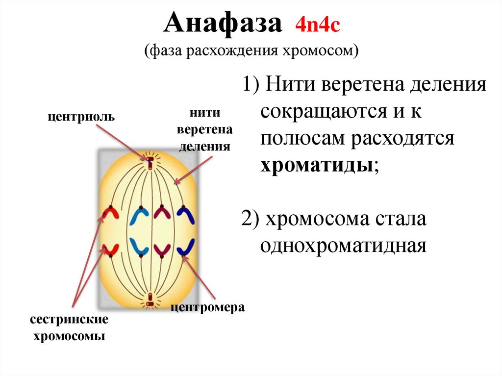 Анафаза 4n4c (фаза расхождения хромосом)