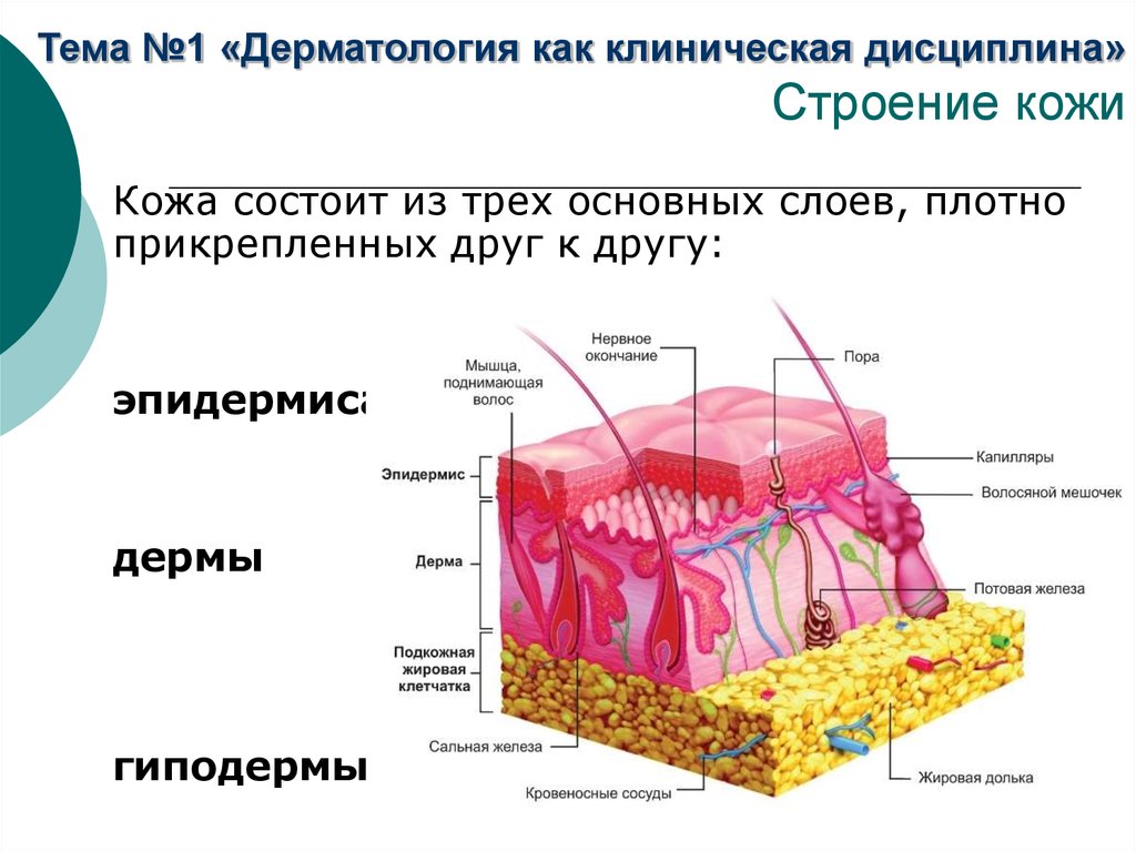 Составить схему строения кожи