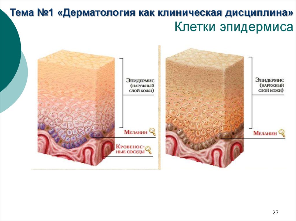 Общая дерматология презентация