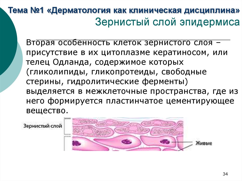 Общая дерматология презентация