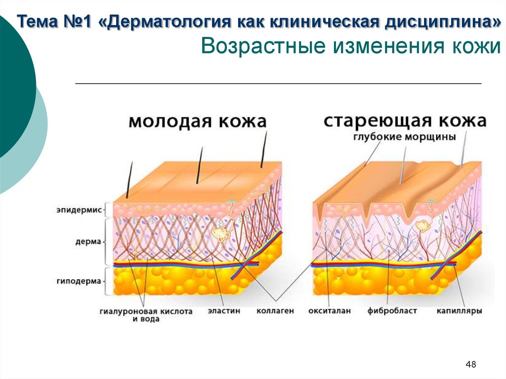 Строение кожи дерматовенерология презентация