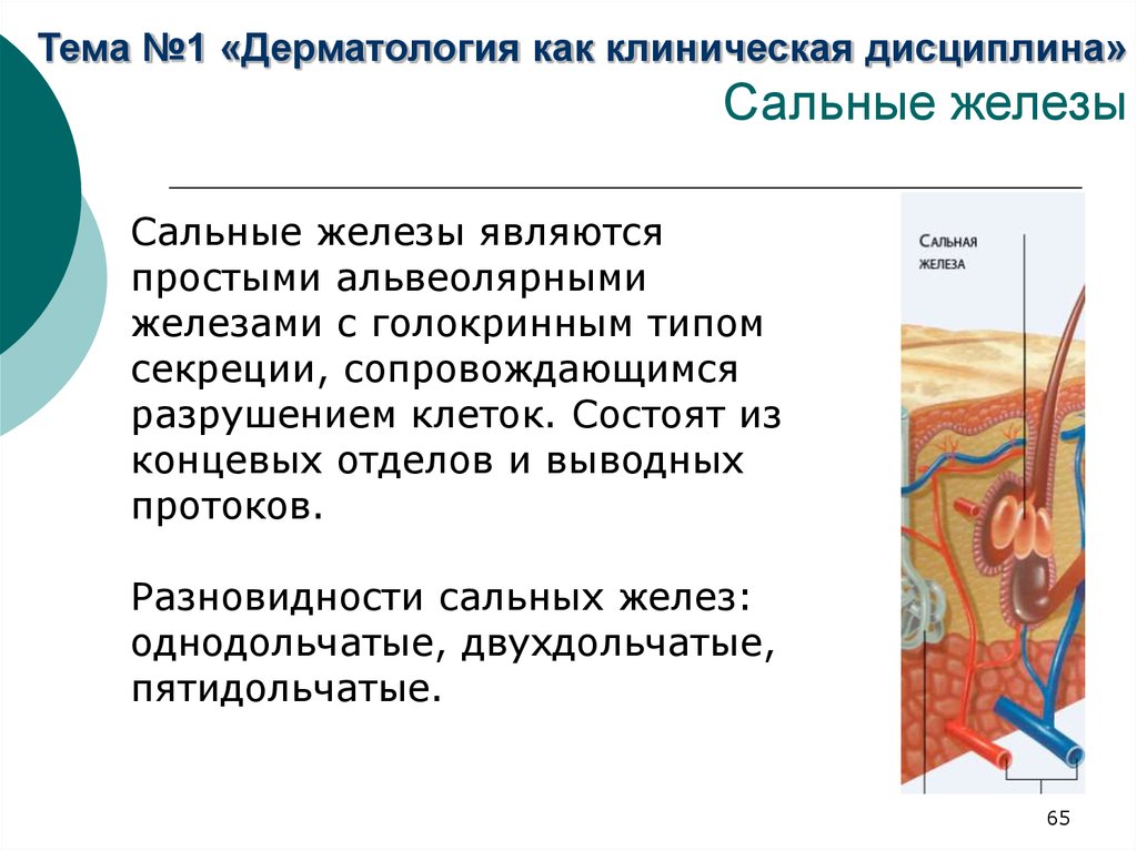 Общая дерматология презентация