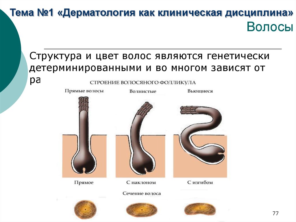 Общая дерматология презентация