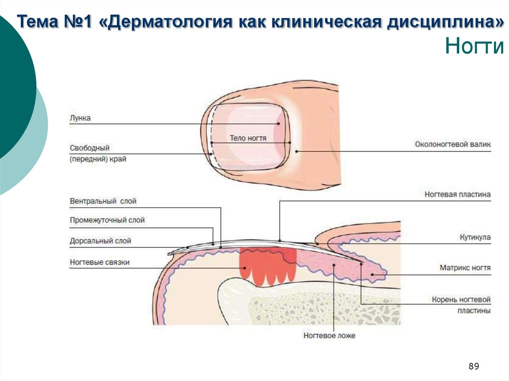 Стрижка Волос Ногтей