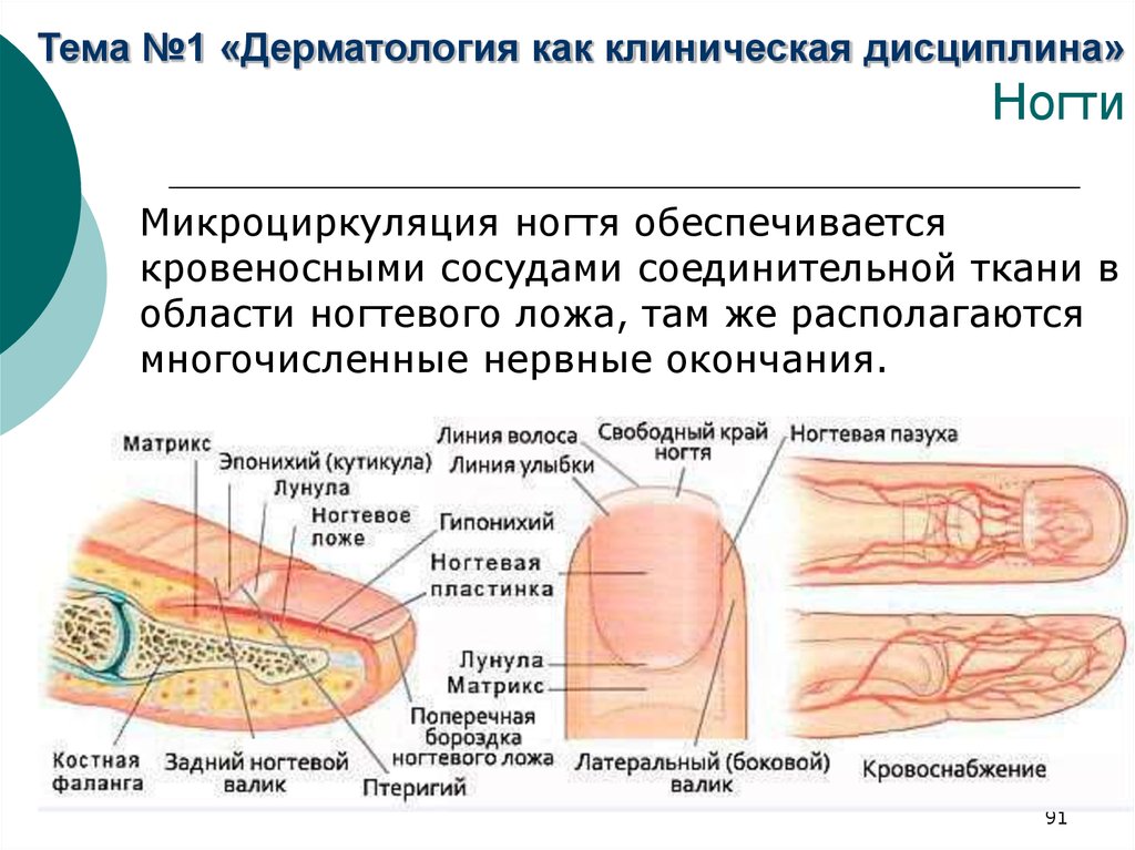 Принимают ли ногти. Ноготь строение анатомия схема. Ногти строение и функции анатомия. Строение ногтевой пластины анатомия. Строение ногтя.