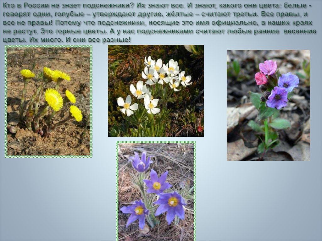 Первоцветы названия цветов и фото и описание