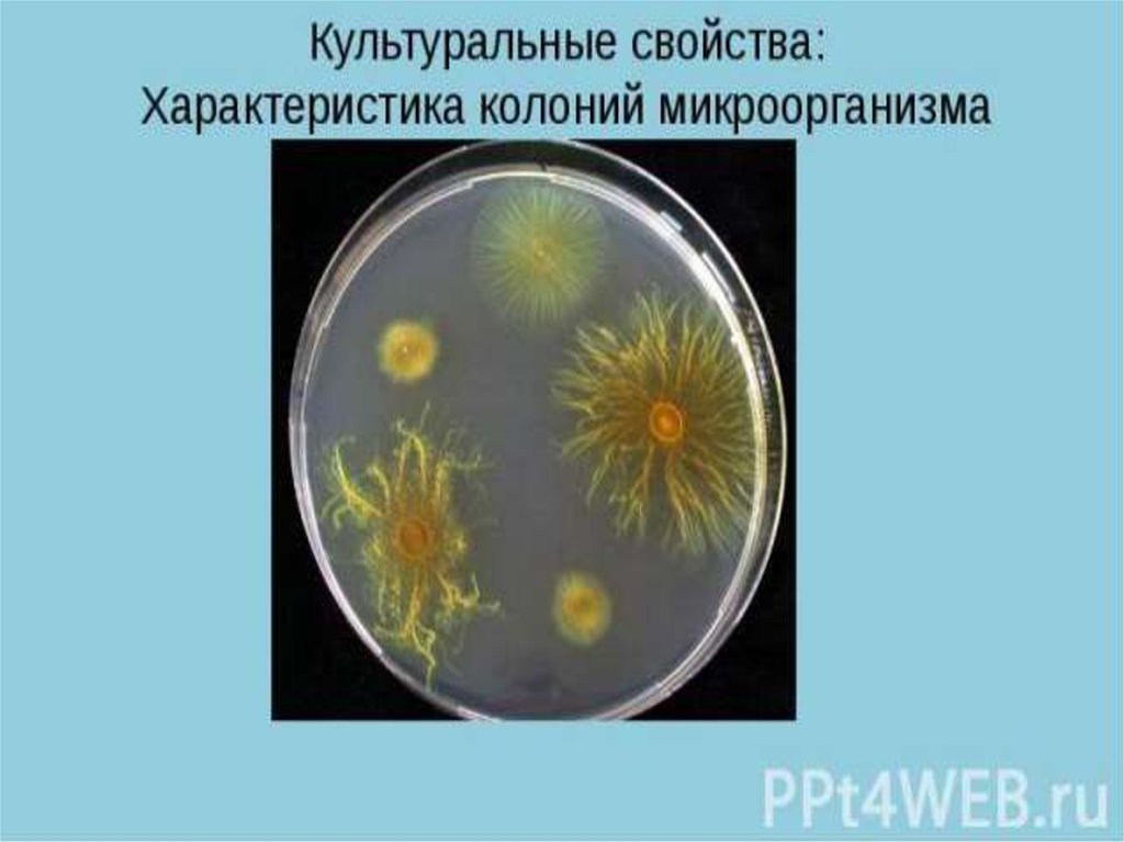 Колония это микробиология. Культуральные свойства колоний микроорганизмов. Описание колоний микроорганизмов. Характеристика колоний. Колония микроорганизмов это.