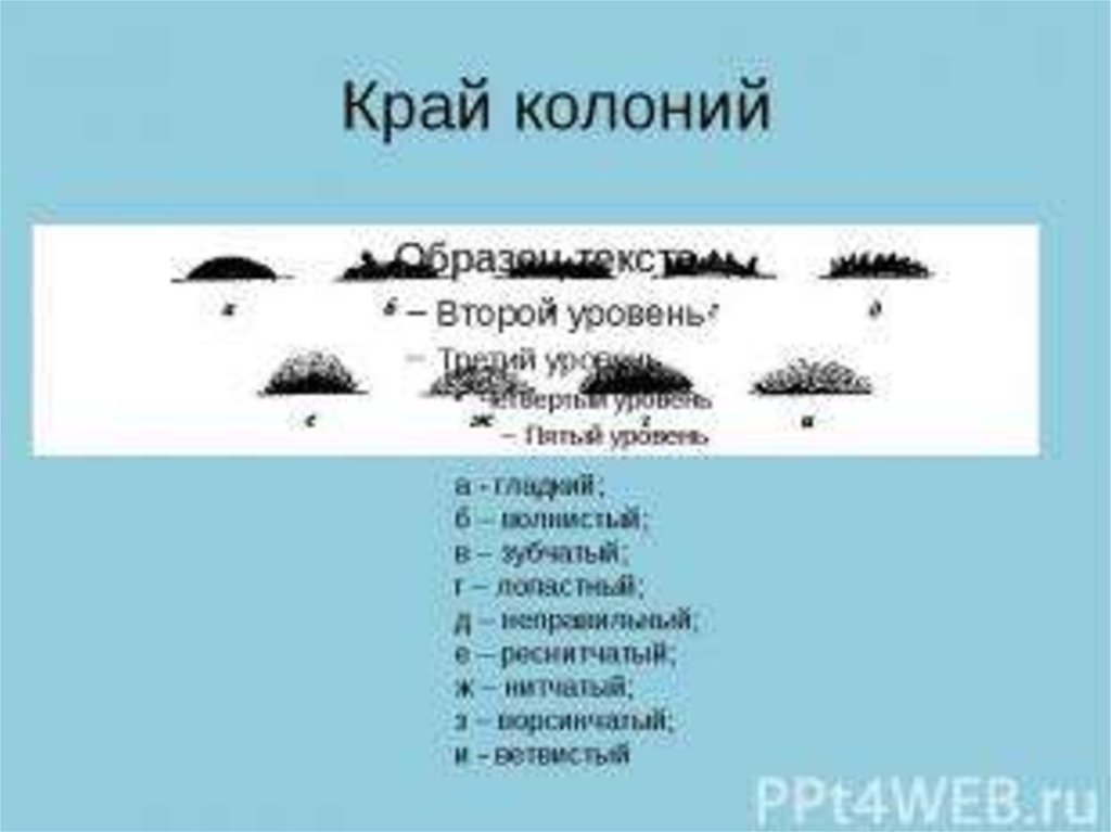 Край колонии. Край колоний микроорганизмов. Характер края колоний микроорганизмов. Характер края колонии.