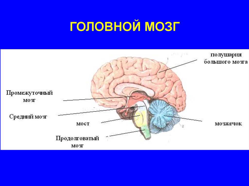 Головной мозг 4 класс. Схема головного мозга человека. Схема строения отделов головного мозга. Внешний вид головного мозга. Головной мозг: ствол мозга и промежуточный мозг.