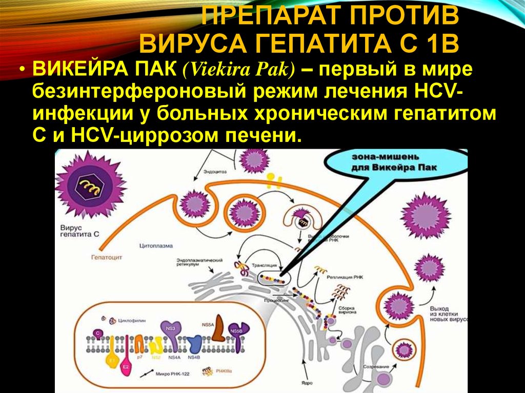 Новые возможности в лечении вируса гепатита С. Викейра пак .