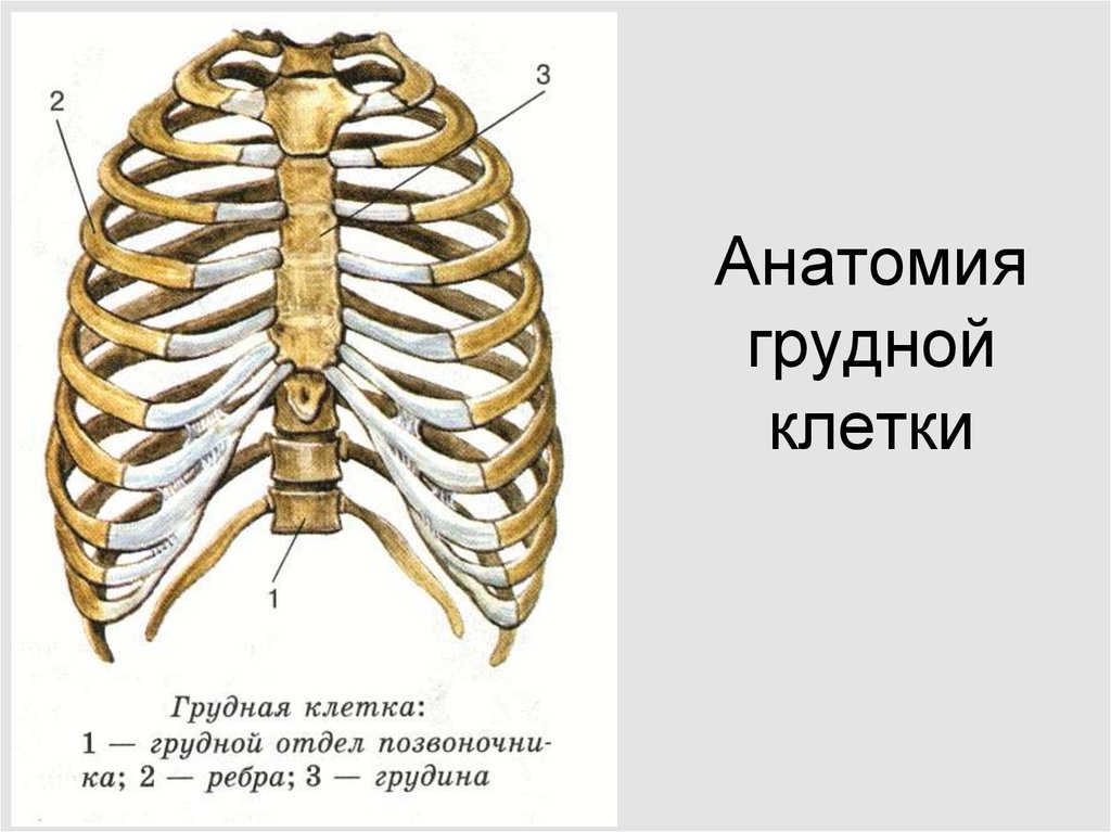 Строение ребра виды ребер. Скелет грудной клетки человека вид спереди. Строение грудной клетки спереди. Грудная клетка строение анатомия. Анатомия костей грудной клетки.