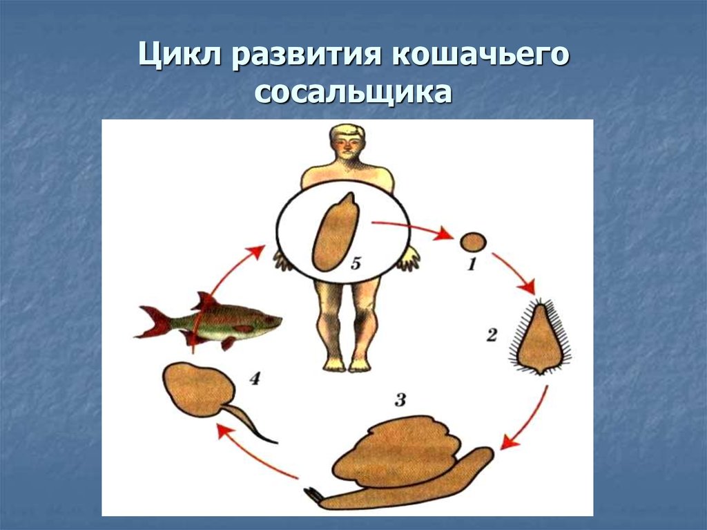 Может ли человек заразиться кошачьим сосальщиком. Цикл развития кошачьего сосальщика. Схема развития кошачьего сосальщика. Жизненный цикл кошачьего сосальщика схема. Цикл развития кошачьего сосальщика схема.