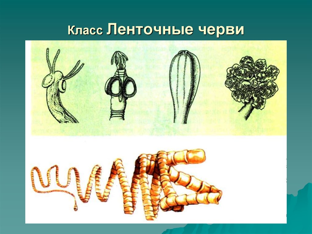 Лентовидный червь. Паразитические ленточные черви. Паразитические черви ленточные черви представители. Цестоды ленточные черви представители. Ленточные черви Подцарство.