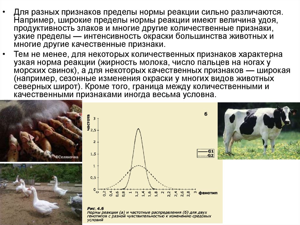 Норма реакции признака. Узкая и широкая норма реакции. Широкая норма реакции характерна. Широкая и узкая норма реакции примеры. Узкая норма реакции и широкая норма реакции.