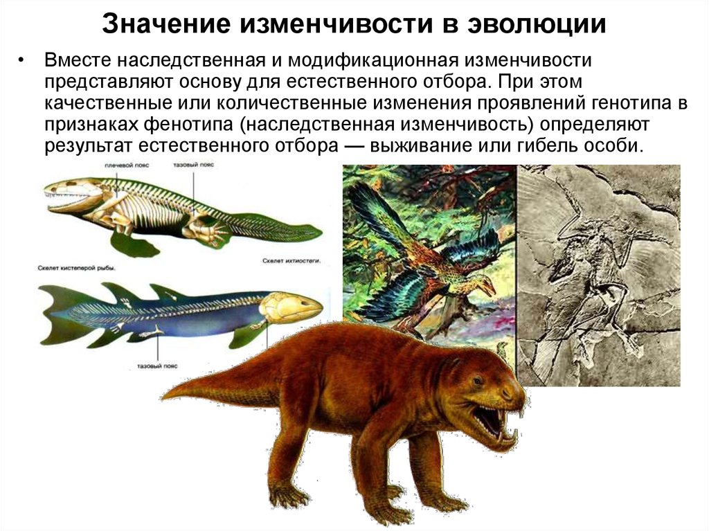 Презентация наследственная изменчивость модификационная изменчивость