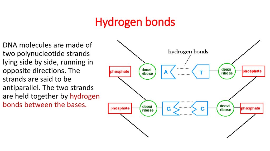 hydrogen bonds in dna