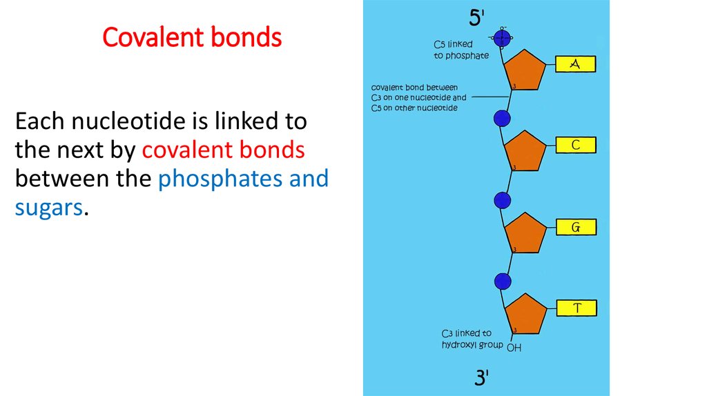 functions-and-structures-of-dna-and-nucleotide-online-presentation