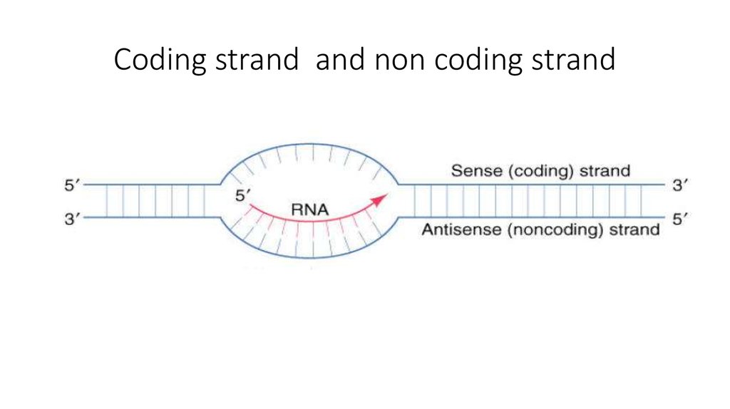 Coding strand and non coding strand