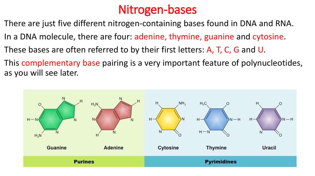 what are nitrogenous bases in dna