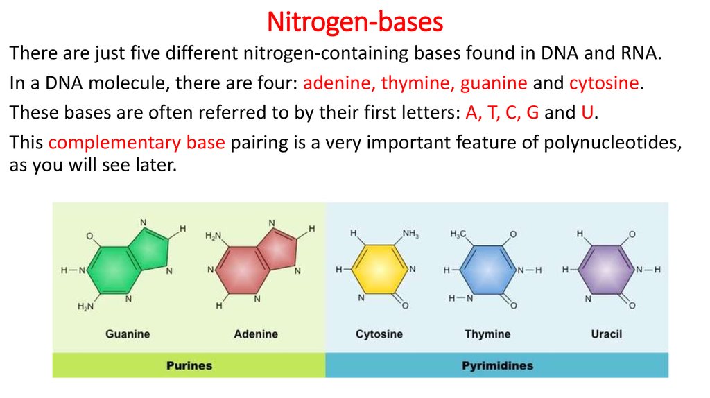 which-pair-of-nitrogenous-bases-will-form-a-bond-in-a-dna-molecule