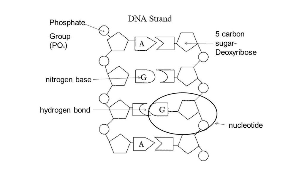 Functions And Structures Of Dna And Nucleotide Prezentaciya Onlajn