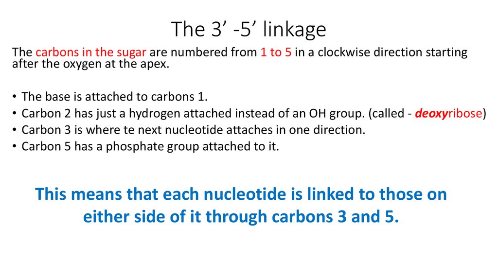 The 3’ -5’ linkage