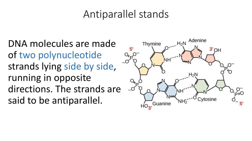 Antiparallel stands