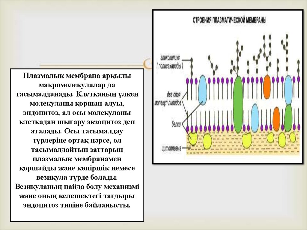 Плазмалық мембрана