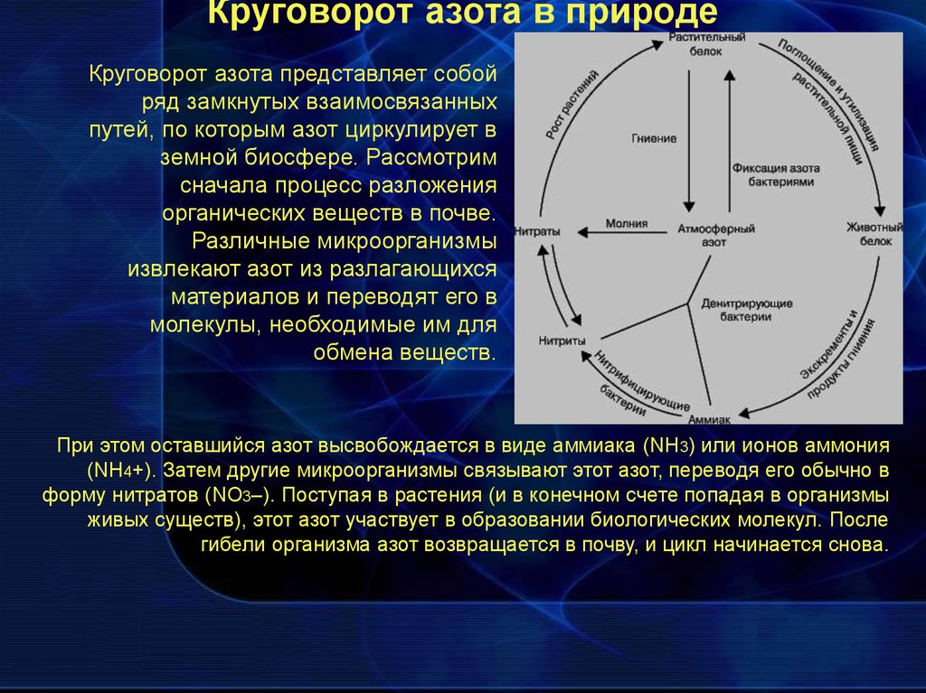 Круговорот азота в природе схема кратко