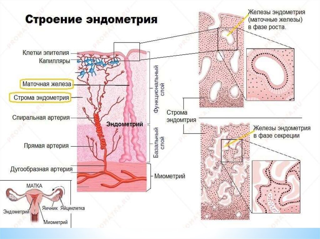 Спиралевидные артерии эндометрия. Спиральные артерии эндометрия. Маточные железы функция.