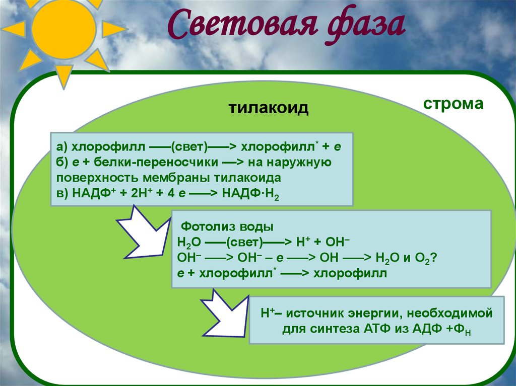 Фотосинтез презентация 10 класс