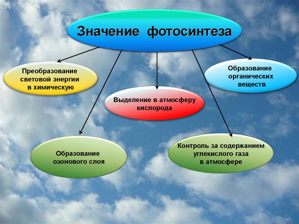 Фотосинтез в природе. Значение фотосинтеза. Роль фотосинтеза в природе. Значение фотосинтеза схема. Значение фотосинтеза в природе.