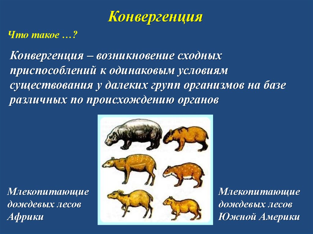 Пример аналогичного явления у животных. Конвергенция. Конвергенция это в биологии. Конвергенция и дивергенция в биологии. Эволюционные изменения.