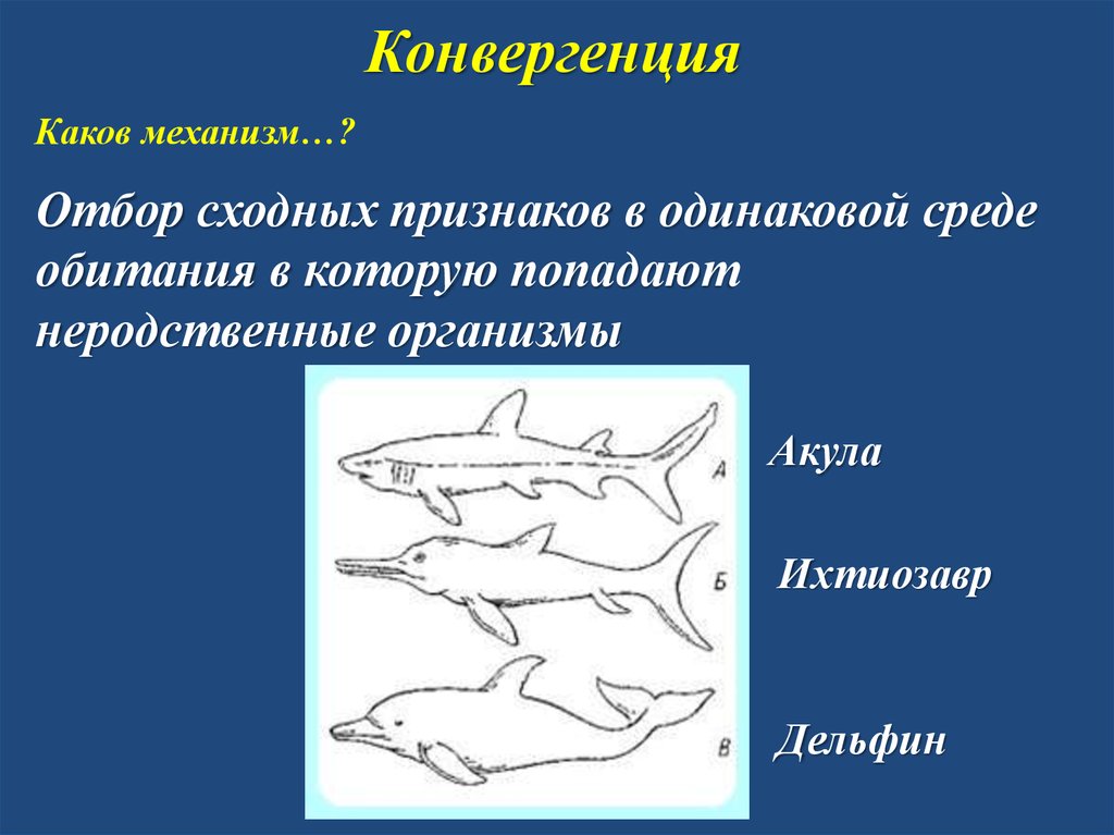 Каков механизм. Конвергенция. Механизм конвергенции. Конвергенция акула Ихтиозавр Дельфин. Конвергенция акулы и дельфина.