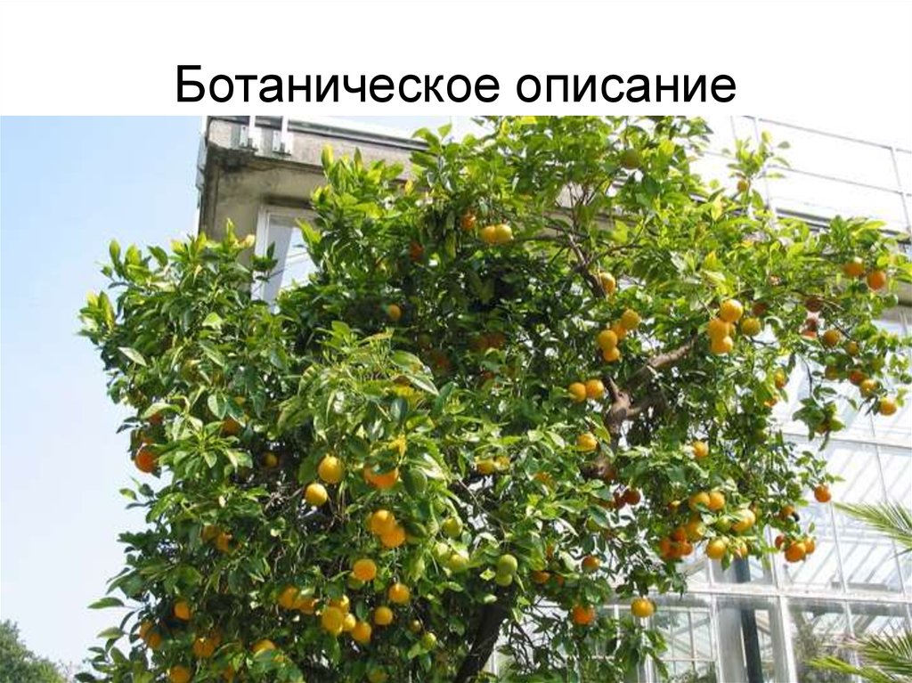 Апельсин китайский - презентация онлайн