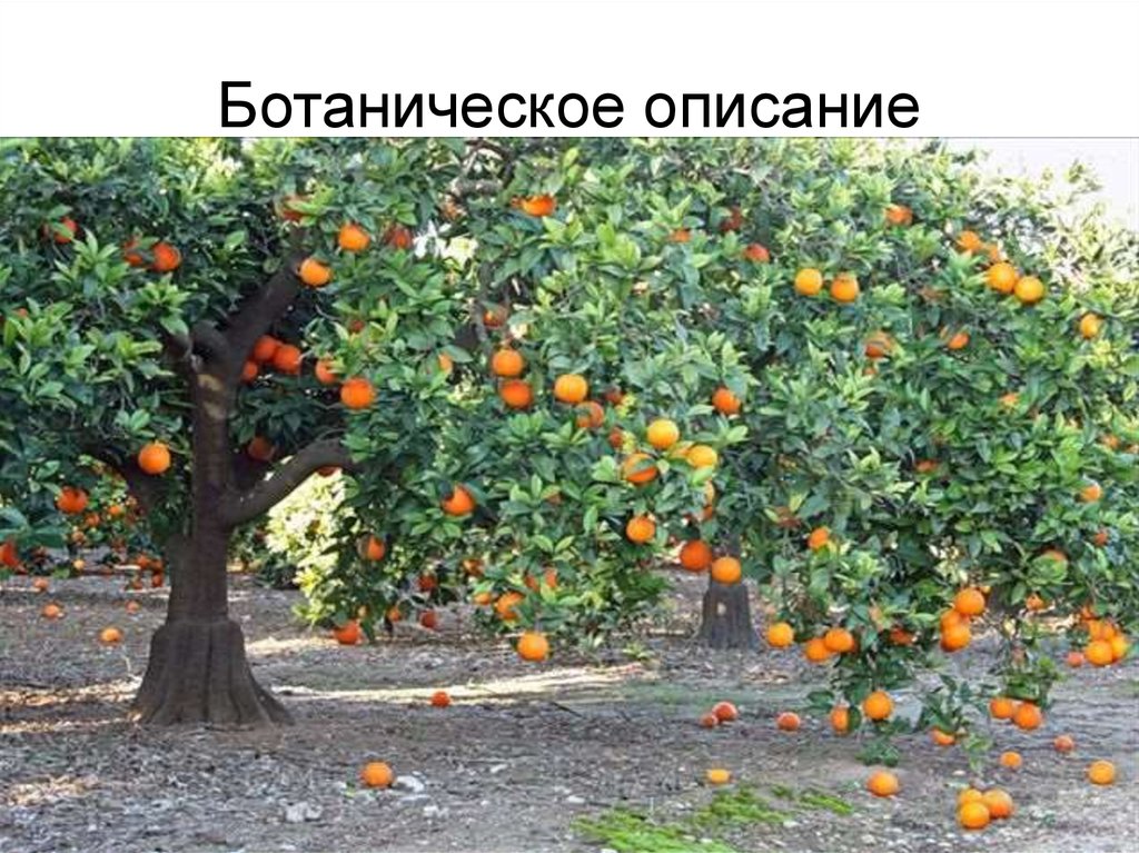 Апельсин китайский - презентация онлайн