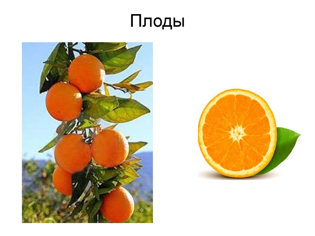 Апельсин китайский - презентация онлайн