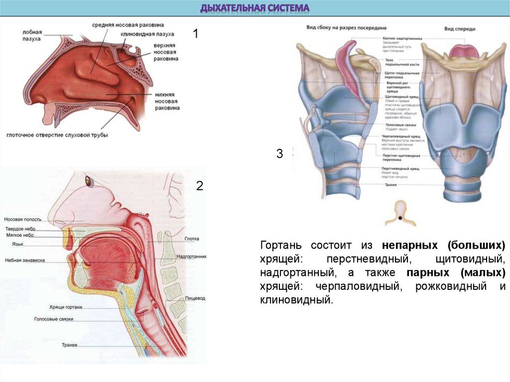 В какую систему органов входит гортань. Щитовидный хрящ гортани анатомия. Дыхательная система анатомия гортань. Дыхательная система хрящи гортани. Строение органов дыхательной системы гортань состоит из.