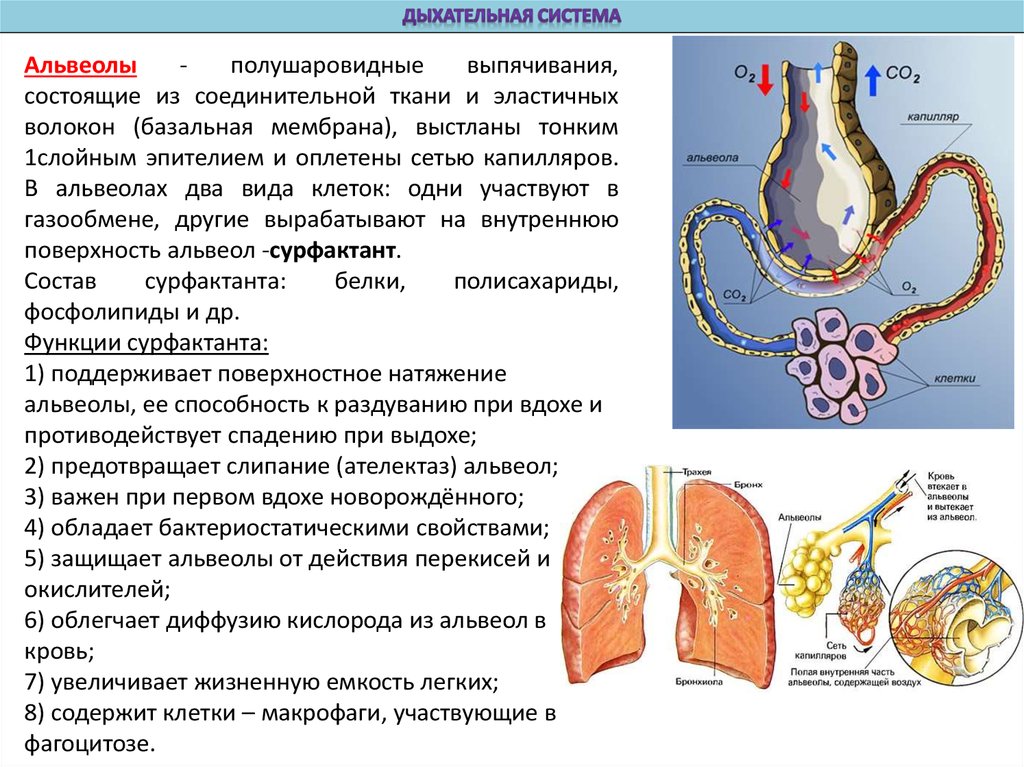 Дыхательная система презентация пименов