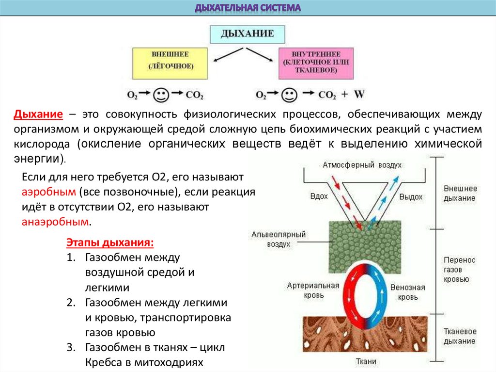 Дыхательная какая ткань. Схема процесса дыхания. Процесс газообмена между организмом и окружающей. Внешнее дыхание и тканевое дыхание. Итог процесса дыхания.