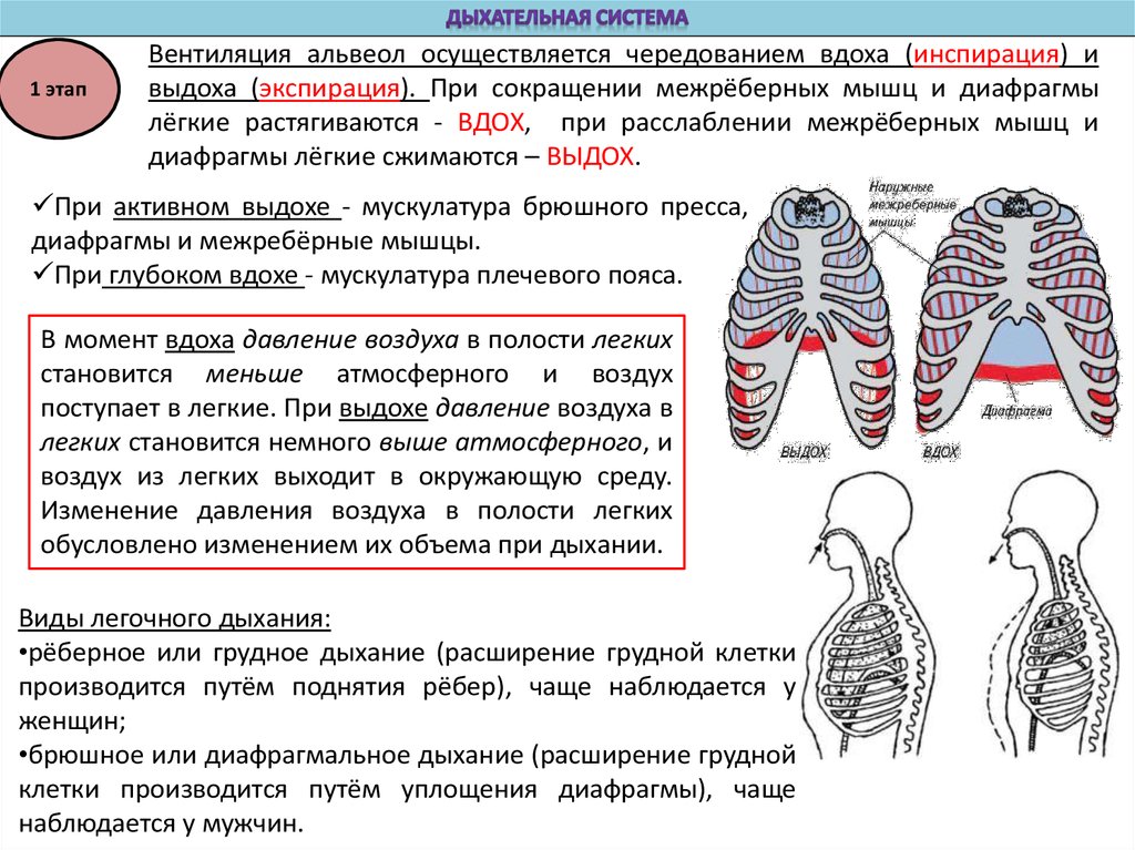 При выдохе диафрагма. Легкие при вдохе и выдохе. Дыхательные мышцы при вдохе. Легкие при выдохе. Дыхательные мышцы при вдохе и выдохе.