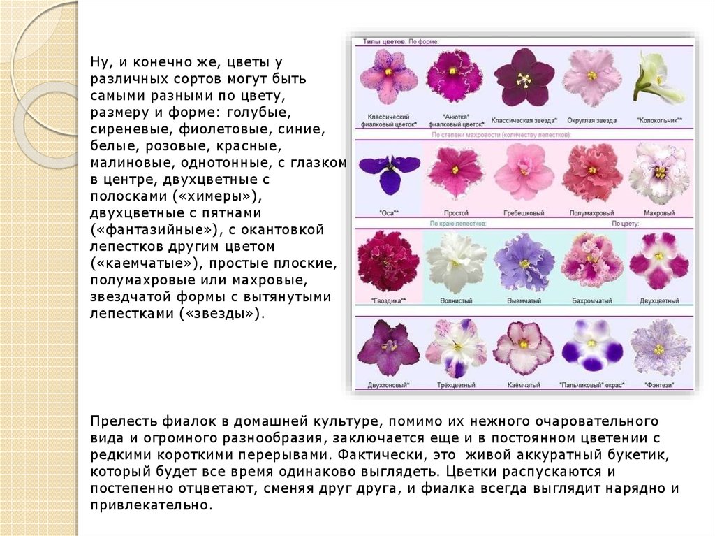 Определить сорт цветка по фотографии