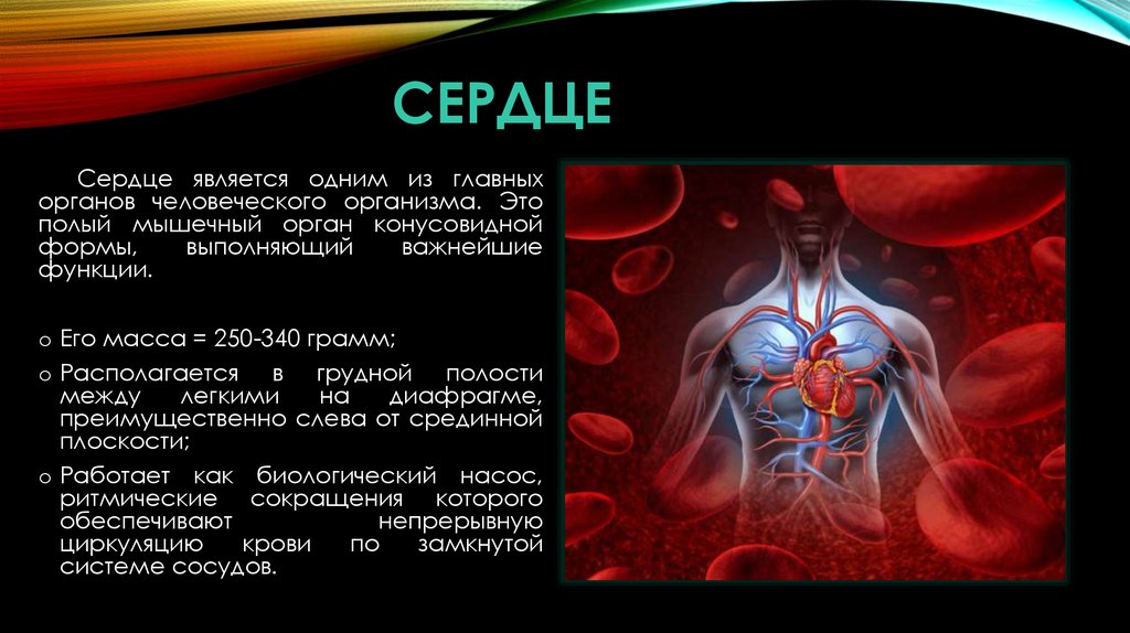 Полый это. Сердце является важным органом. Полый мышечный орган конусовидной формы.