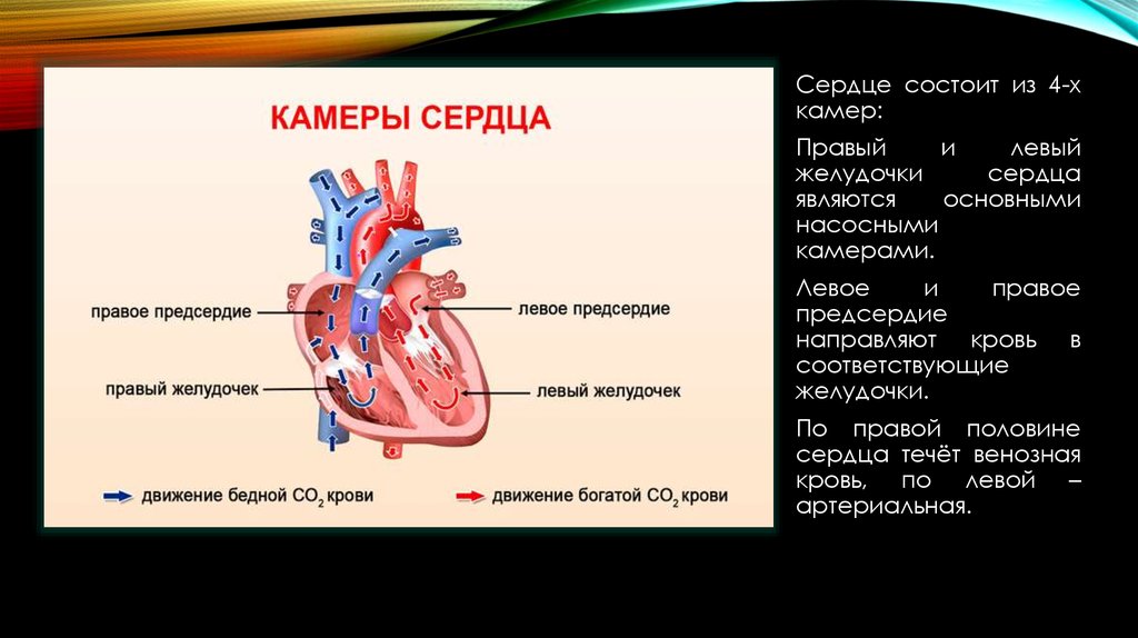 Какие сосуды в левом предсердии. Строение камер сердца. Левый и правый желудочек сердца. Левое предсердие и левый желудочек.