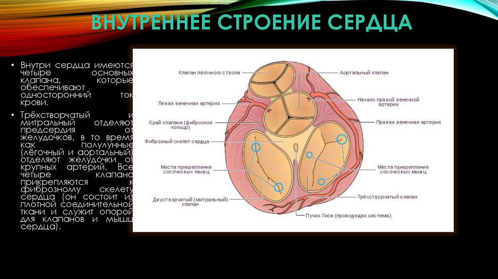 Физиология сердца презентация