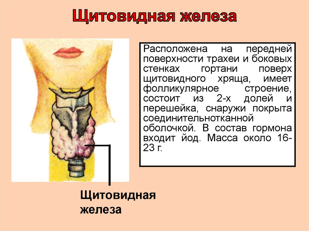 В какой полости расположена щитовидная железа. Щитовидная железа расположена. Щитовидная железа расположение у человека. Щитовидной железо расположение.